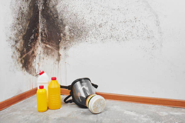 Best Toxic Mold Removal  in Moody, TX