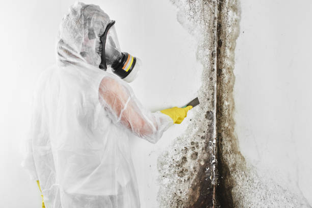 Best Mold Cleaning Services  in Moody, TX