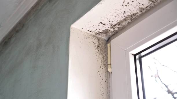 Best Same-Day Mold Removal  in Moody, TX