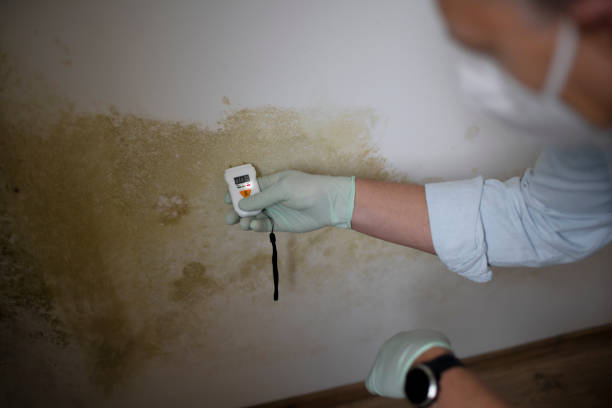 Best Local Mold Removal Service  in Moody, TX