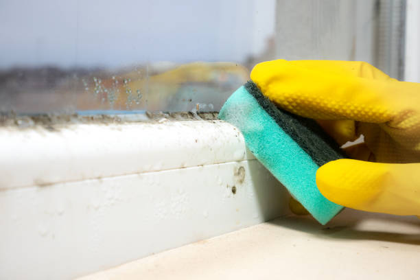 Best Affordable Mold Removal  in Moody, TX