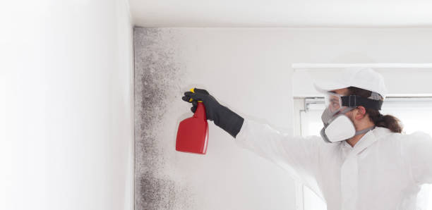 Best Mold Remediation  in Moody, TX