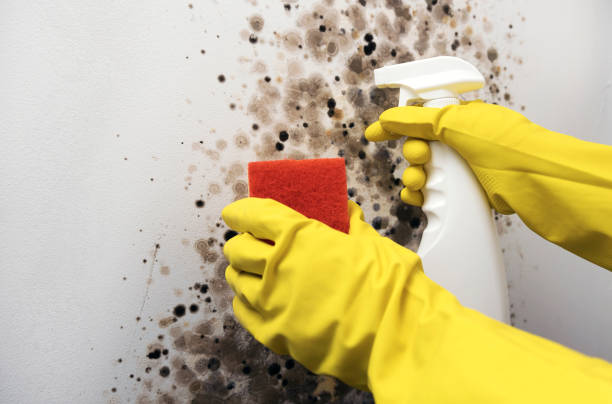 Best Best Mold Removal Companies  in Moody, TX