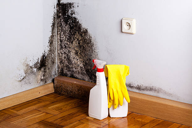 Best Mold Removal Specialists  in Moody, TX