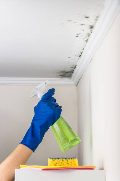 Best Fast Mold Removal  in Moody, TX