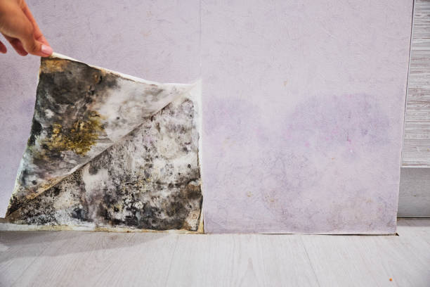 Best Home Mold Removal  in Moody, TX